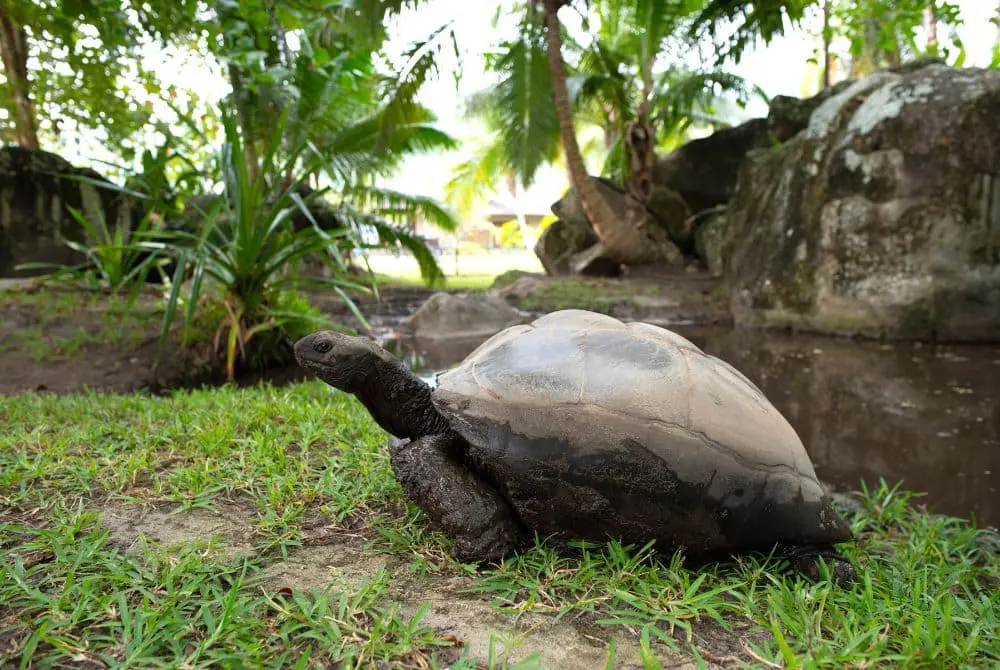 viaggi-seychelles-curieuse-mokoro