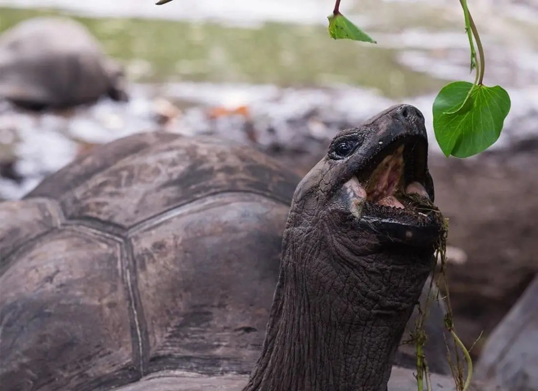 viaggi-seychelles-mokoro