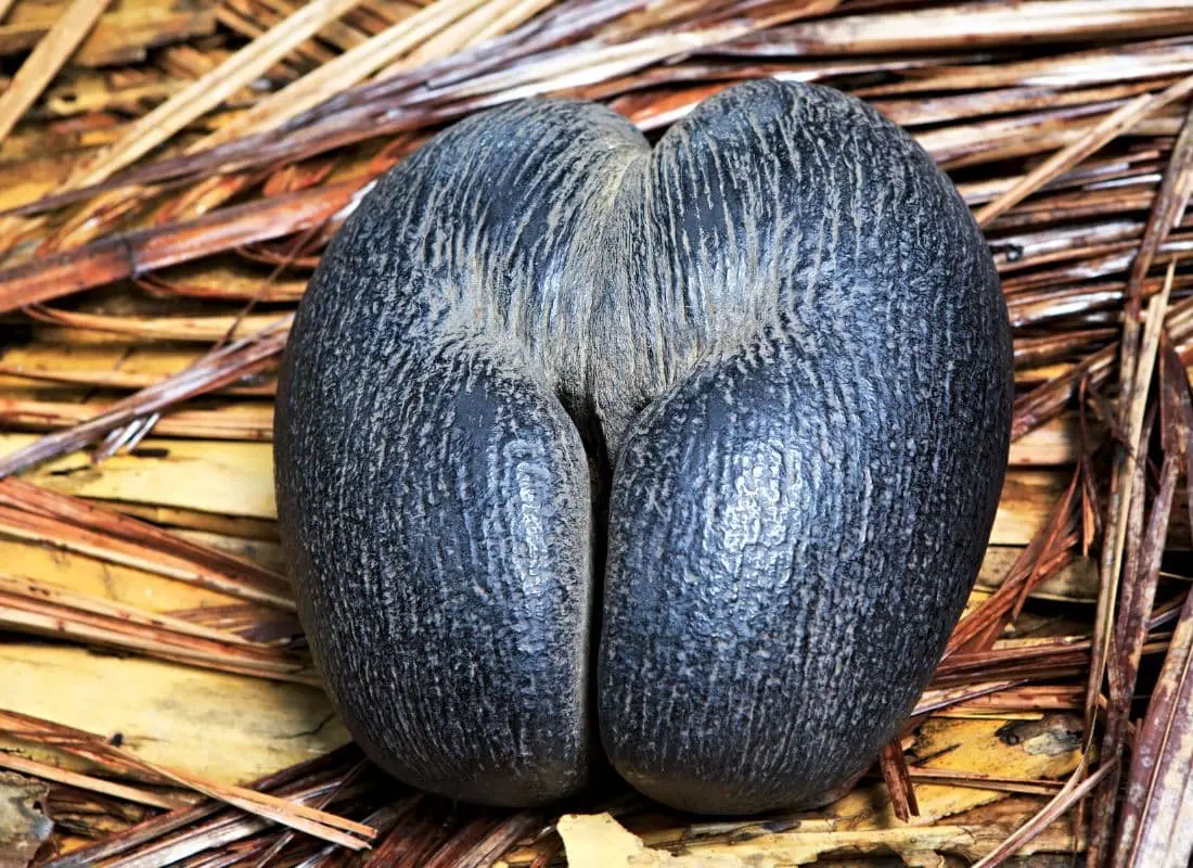 viaggi-seychelles-mokoro