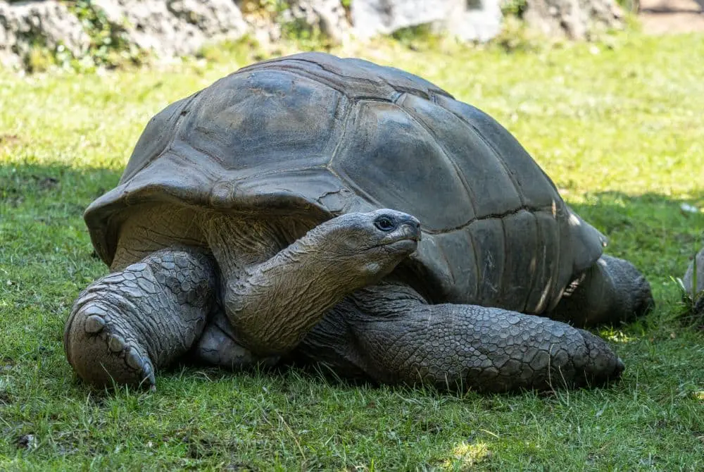 viaggi-seychelles-praslin-mokoro