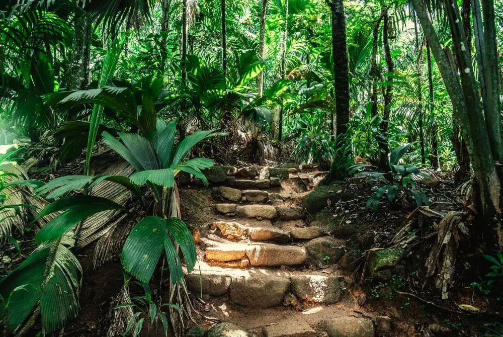 viaggi-seychelles-vallee-de-mai-mokoro