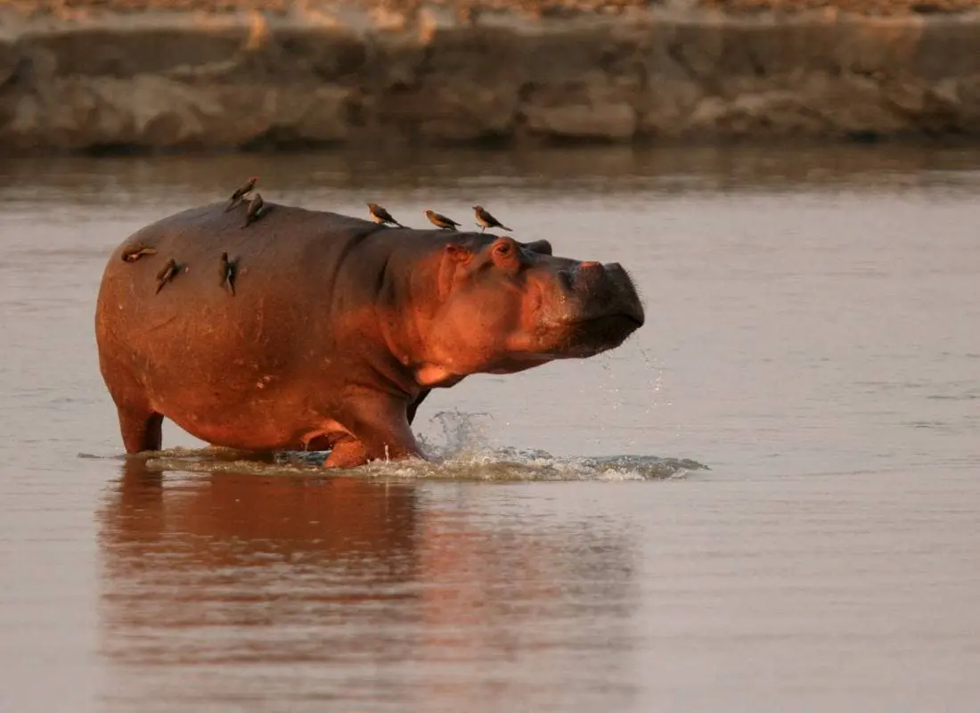 viaggi-in-zambia-mokoro