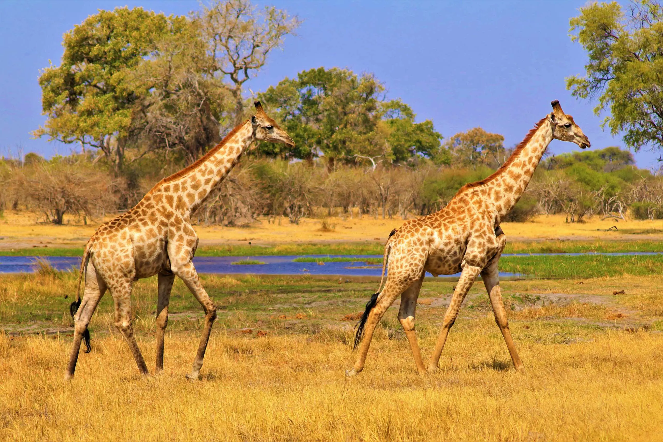sudafrica-mare-e-safari-in-tour-di-gruppo-mokoro