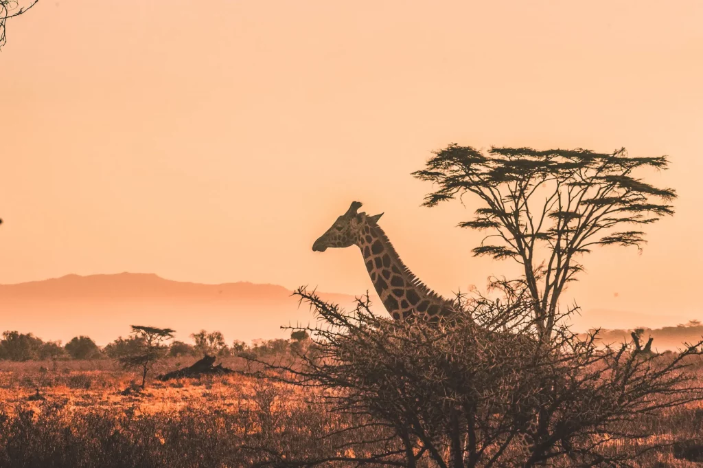 Viaggi in Africa | Mokoro Tours