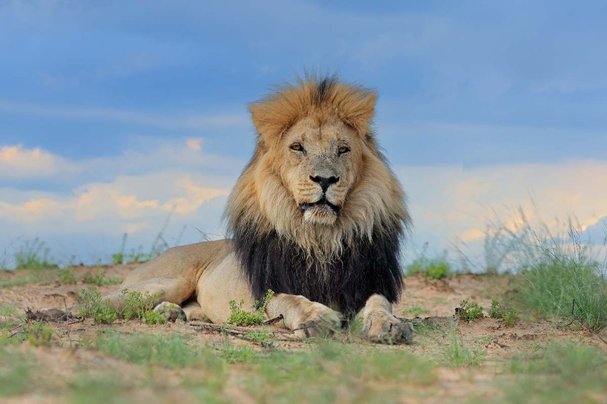 deserto-del-kalahari-leone-mokoro