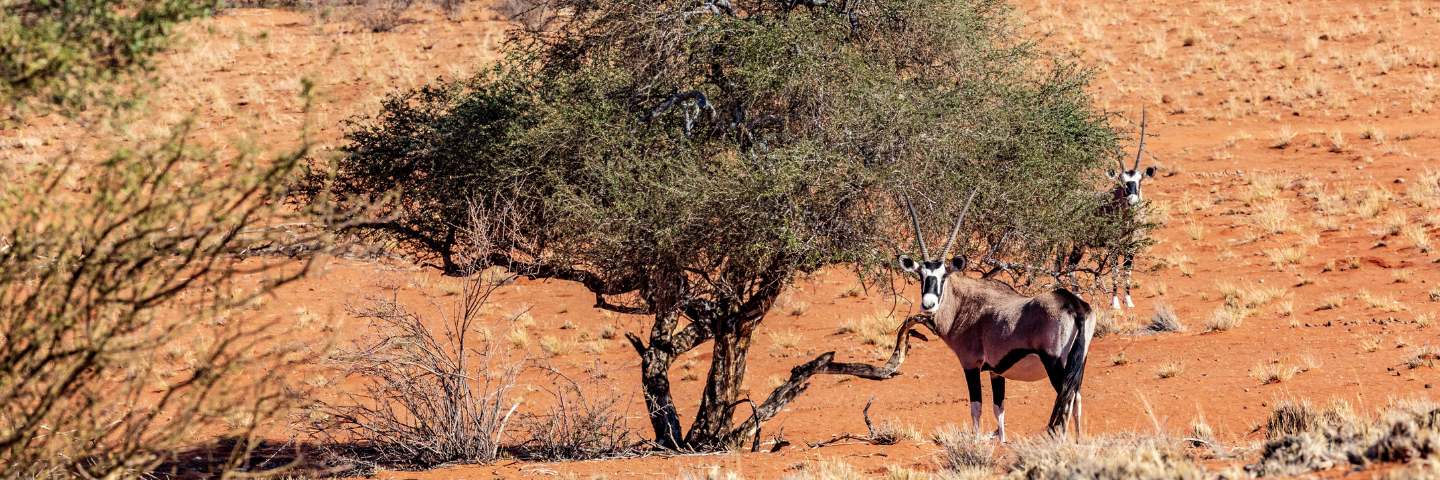 deserto-del-kalahari-orice-mokoro
