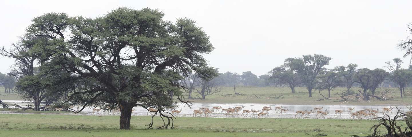 deserto-del-kalahari-sprigbok-mokoro 