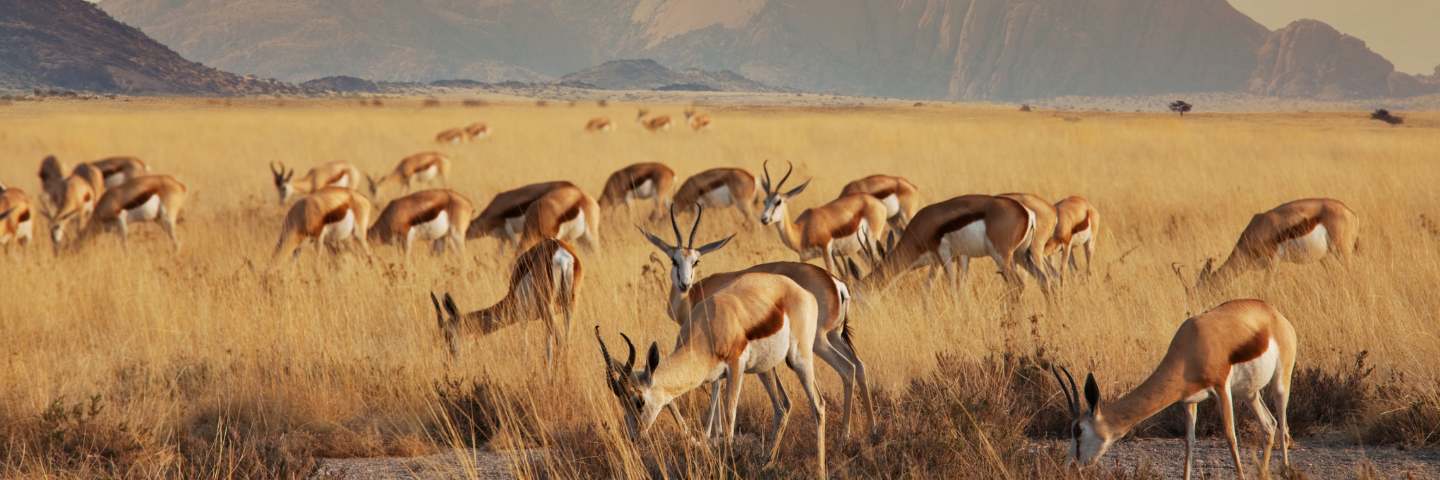 deserto-del-kalahari-sprigbok-mokoro