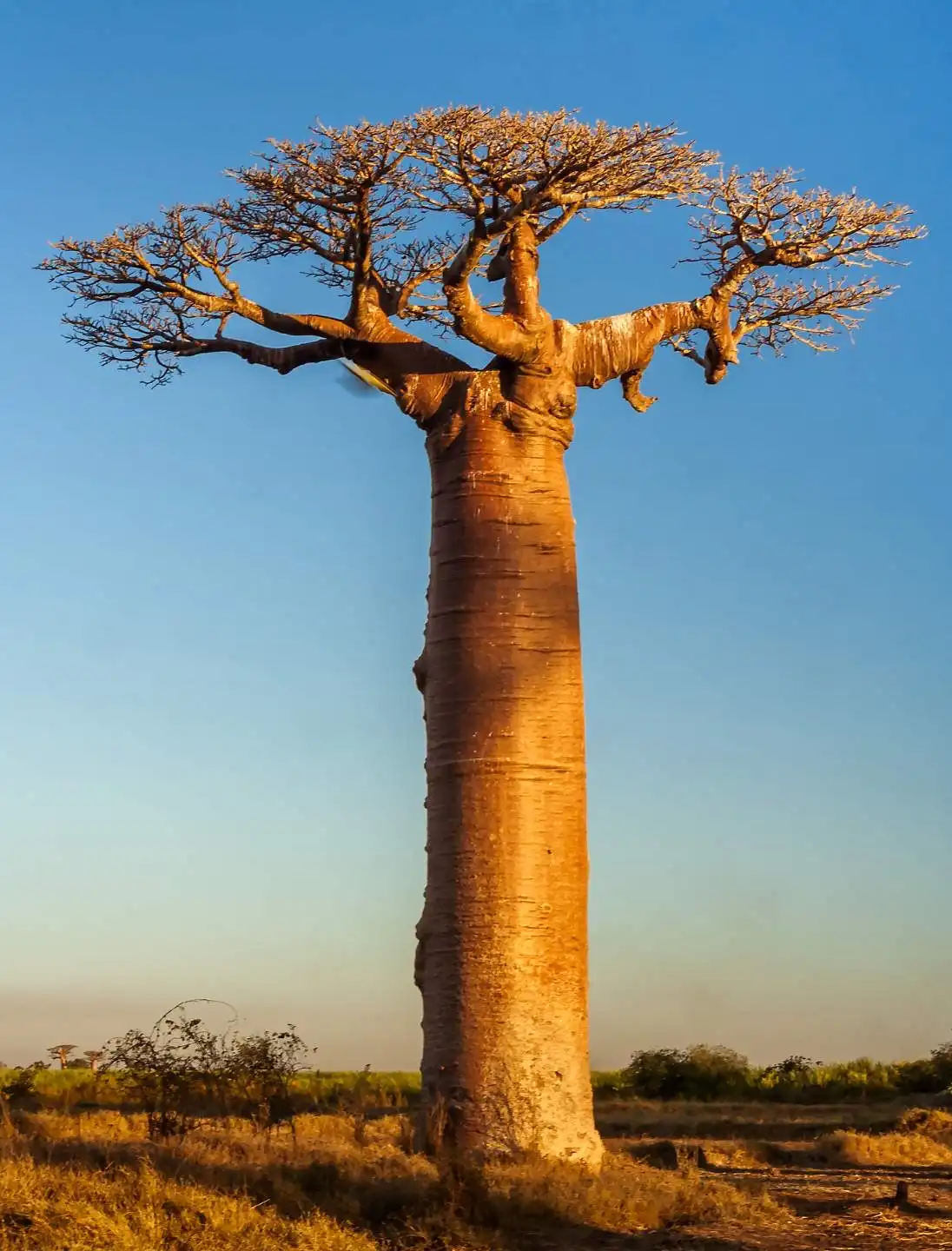 Madagascar foresta Perinet e Anakao