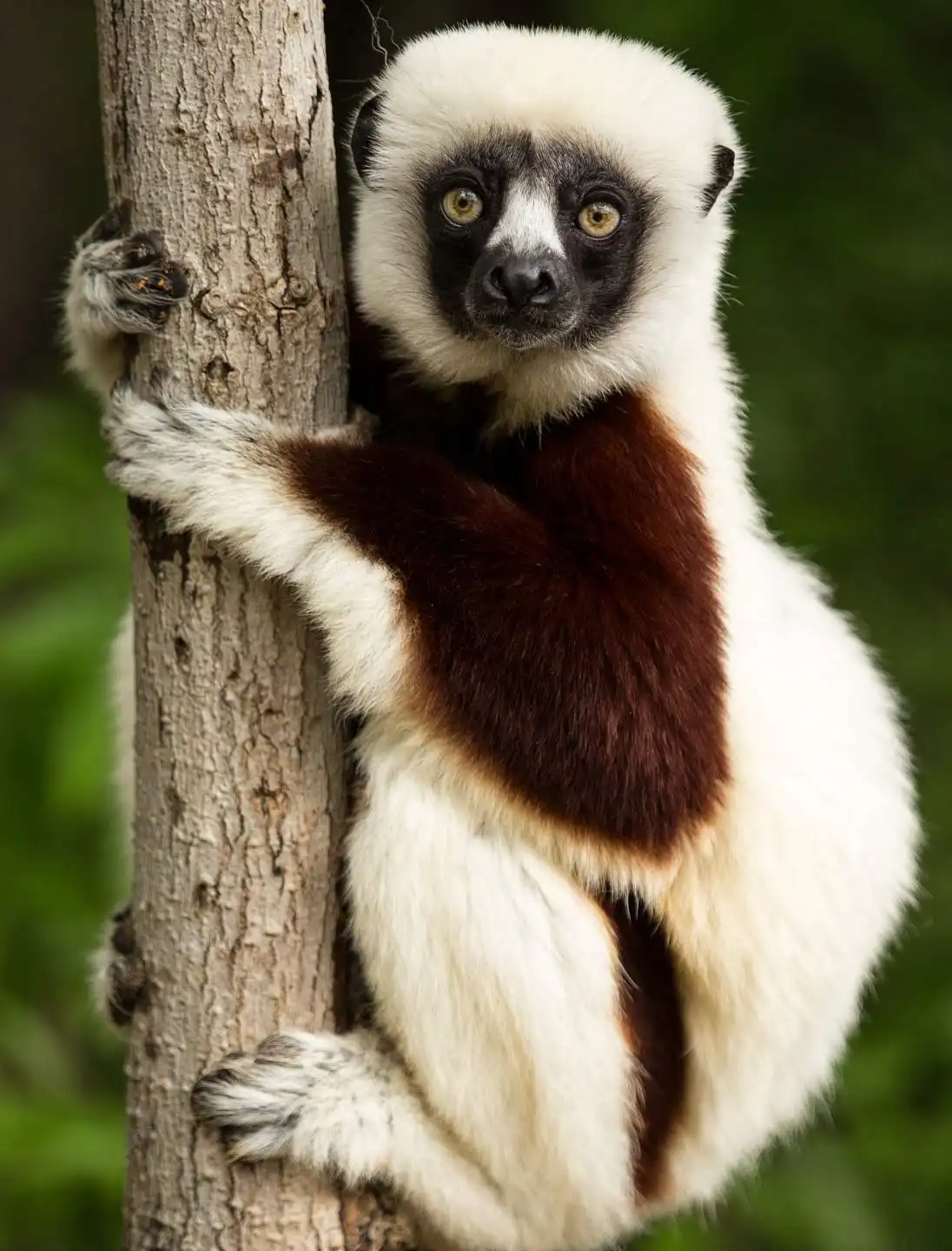 Madagascar foresta Perinet e Anakao