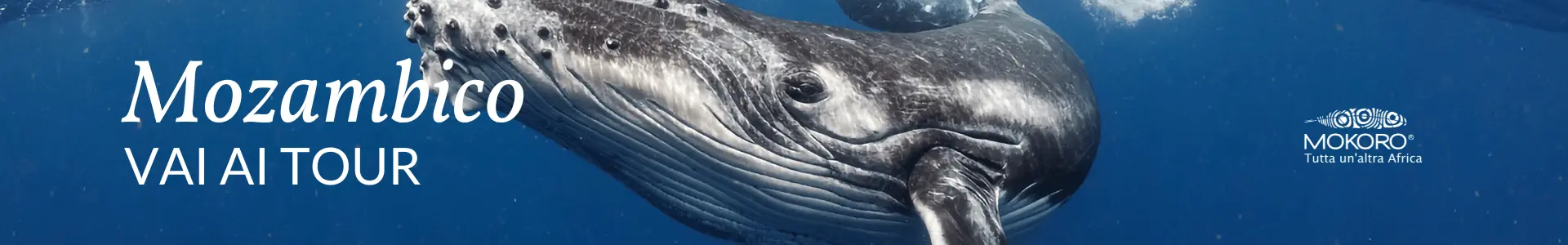 tour-in-mozambico-mokoro