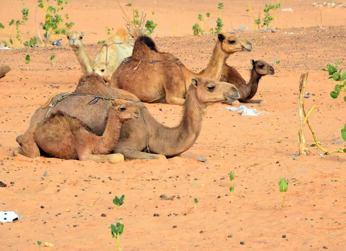 viaggi-in-mauritania