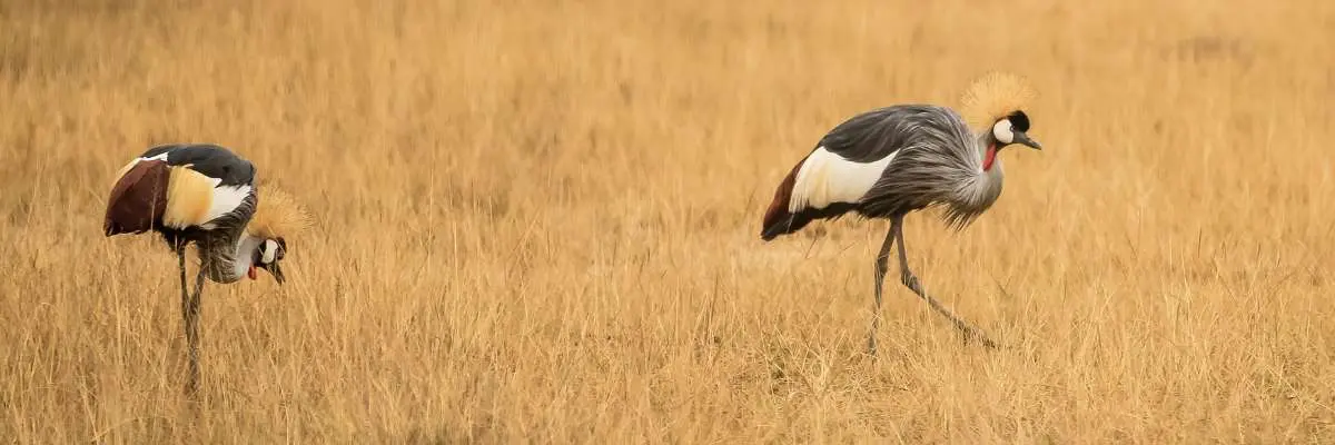 animali-dell-okavango-botswana-mokoro 