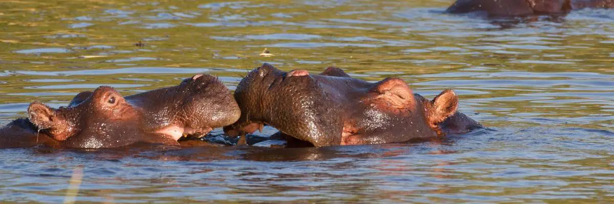 animali-dell-okavango-botswana-mokoro