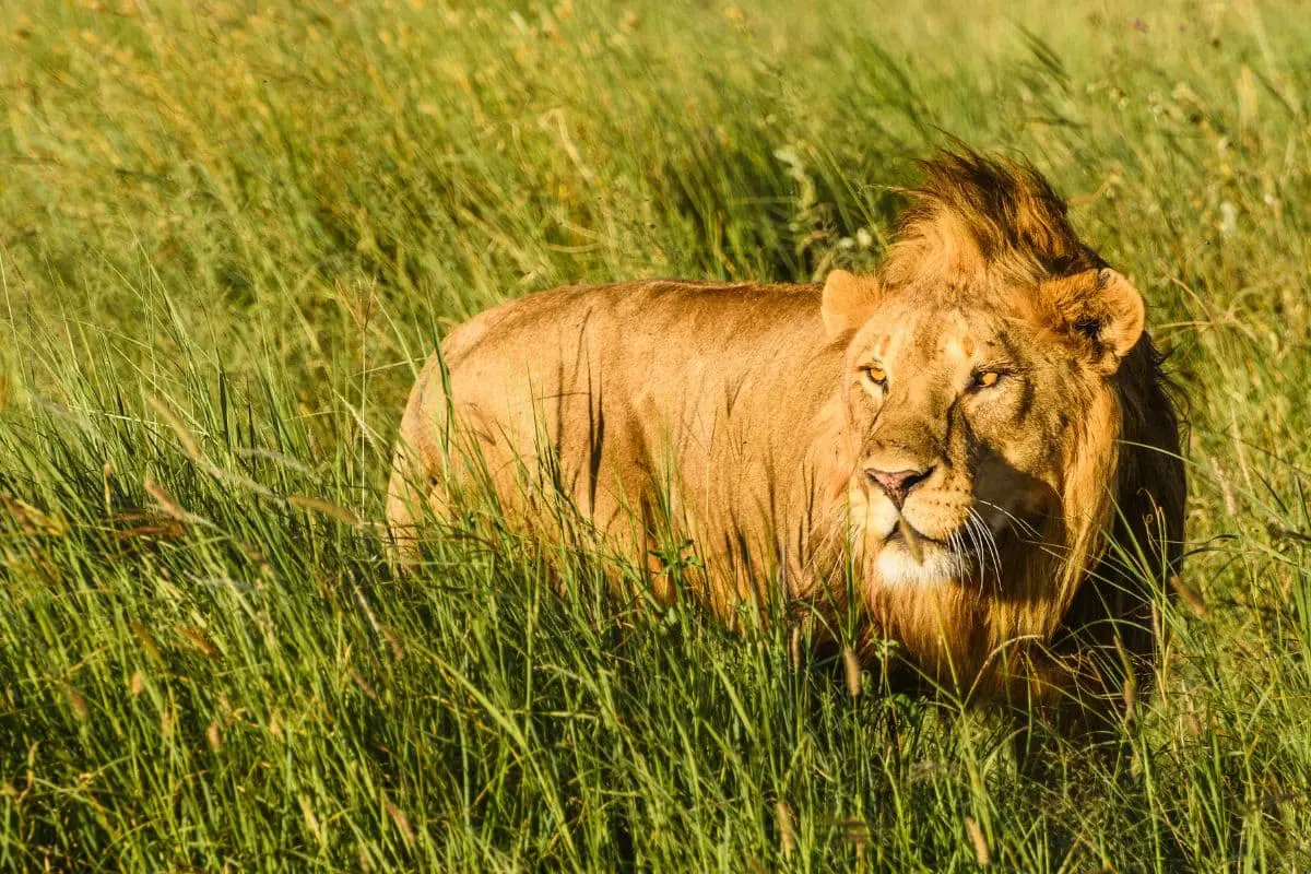 leone-africano-serengeti-mokoro