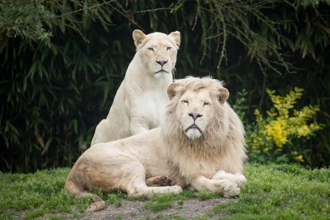 leone-bianco-mokoro