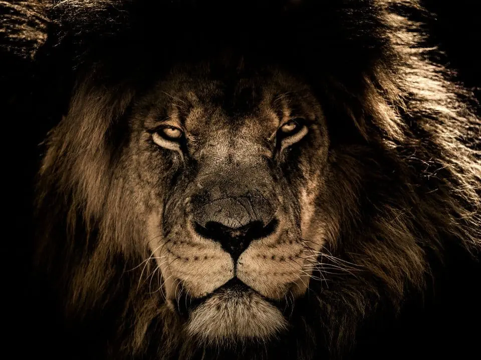 leoni-africani-mokoro