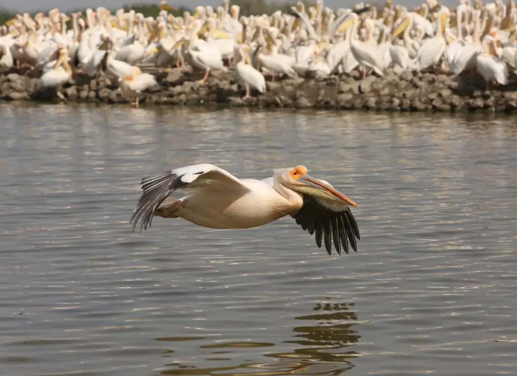 11-viaggi-in-senegal-parco-nazionale-di-djoudj-mokoro