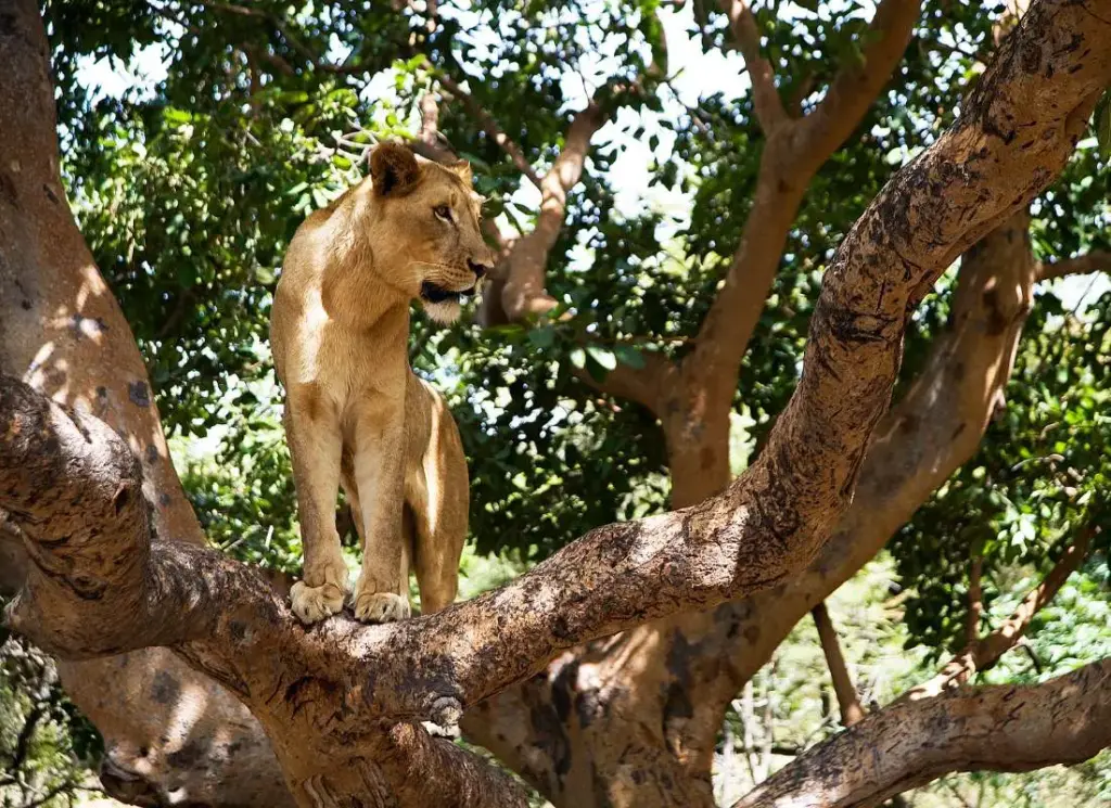 7-viaggi-in-senegal-niokolo-koba-mokoro
