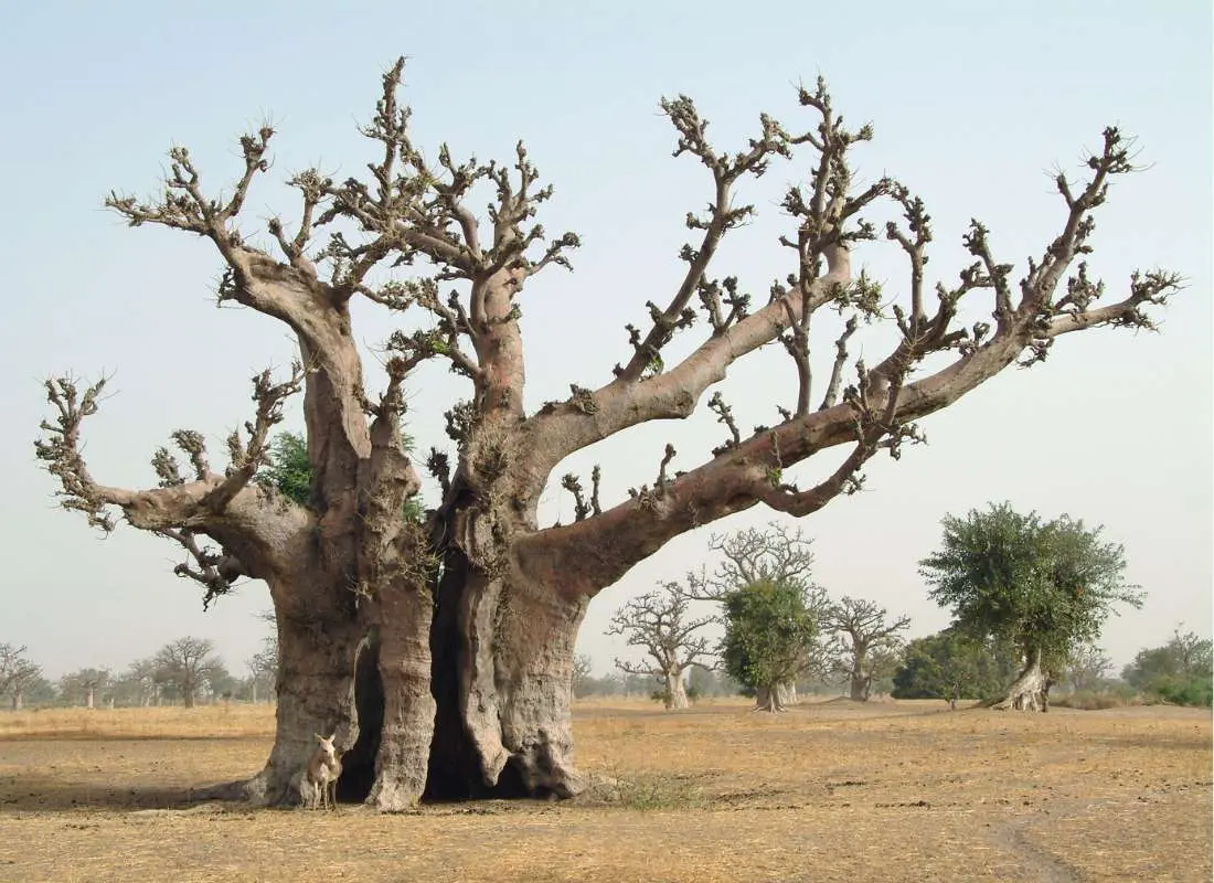 viaggi-in-senegal-mokoro