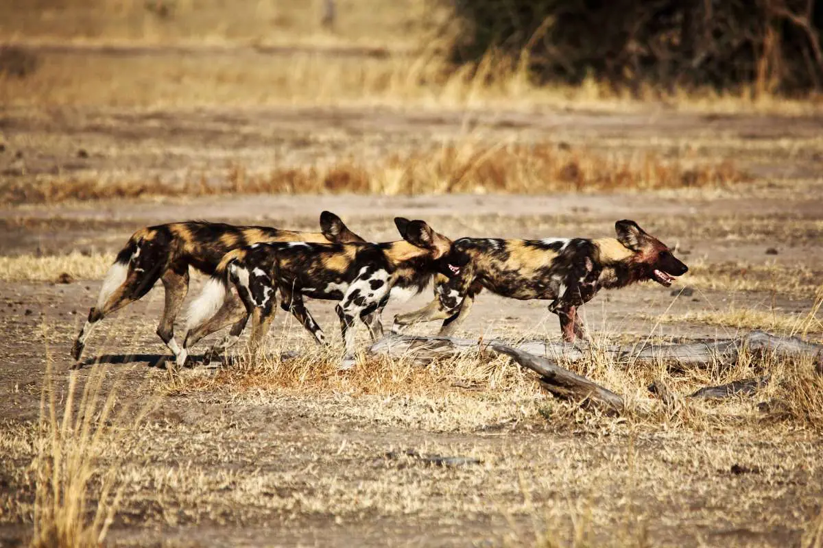 Mokoro Tours Viaggi in Africa south-luangwa-national-park-licaone-mokoro-5