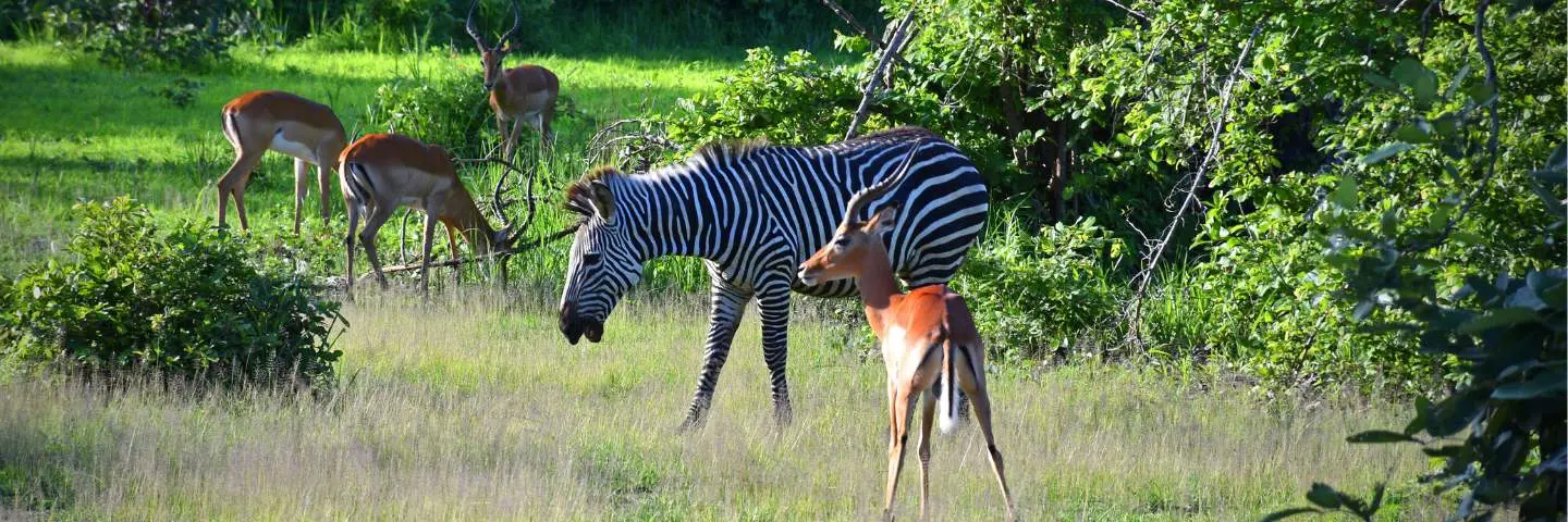 Mokoro Tours Viaggi in Africa south-luangwa-national-park-mokoro-2