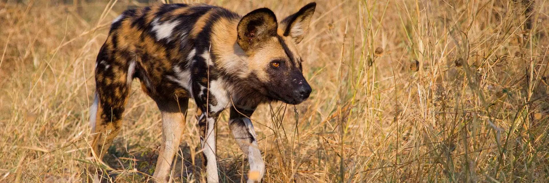 Mokoro Tours Viaggi in Africa cane-selvatico-africano-mokoro