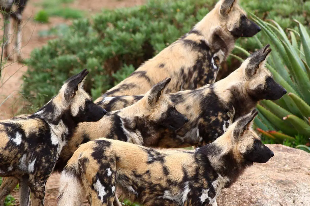Mokoro Tours Viaggi in Africa il-licaone-africano-mokoro