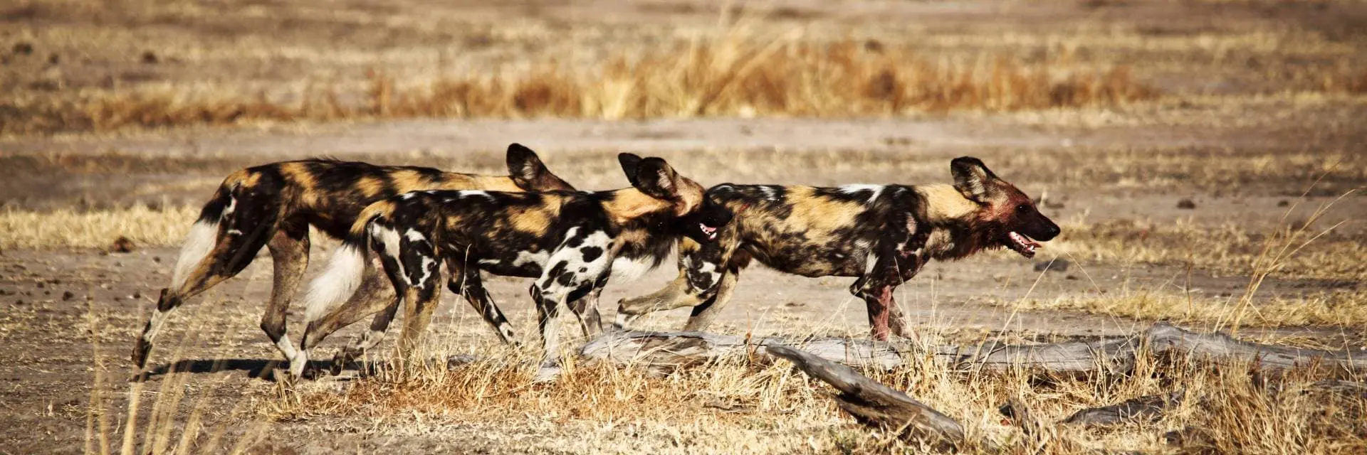 Mokoro Tours Viaggi in Africa licaone-animale-africano-mokoro
