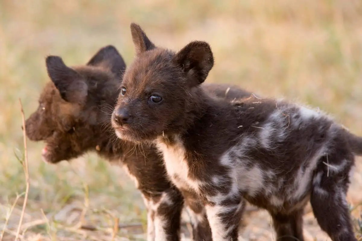 Mokoro Tours Viaggi in Africa licaone-cuccioli-mokoro