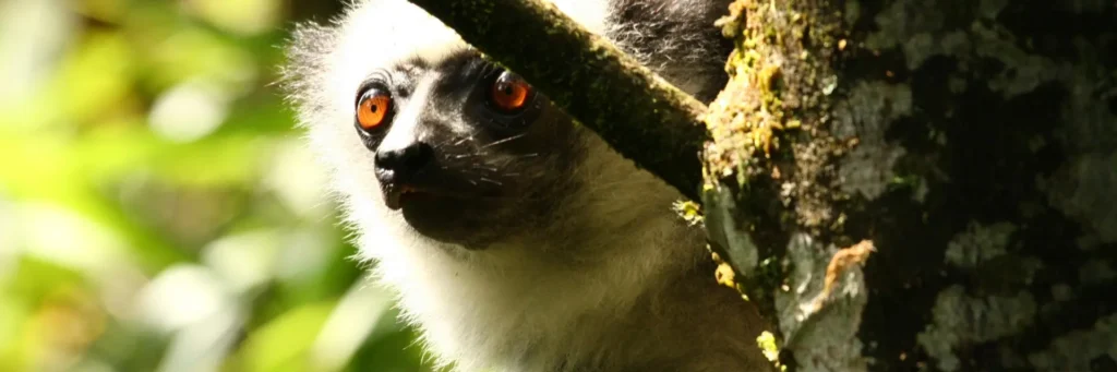 Mokoro Tours Viaggi in Africa andasibe-mantadia-national-park-sifaka-diadema