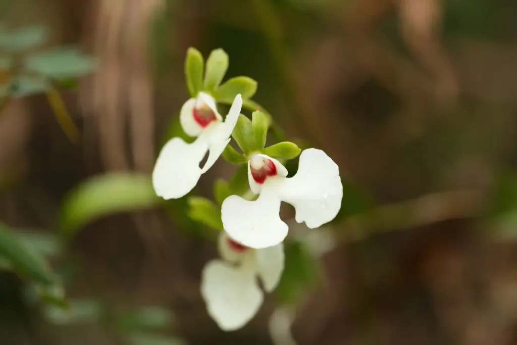 Mokoro Tours Viaggi in Africa andasibe mantadia national park orchidee