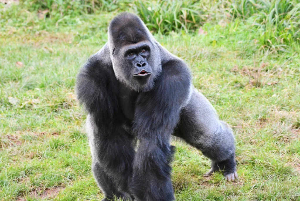 viaggi in uganda gorilla uganda mokoro