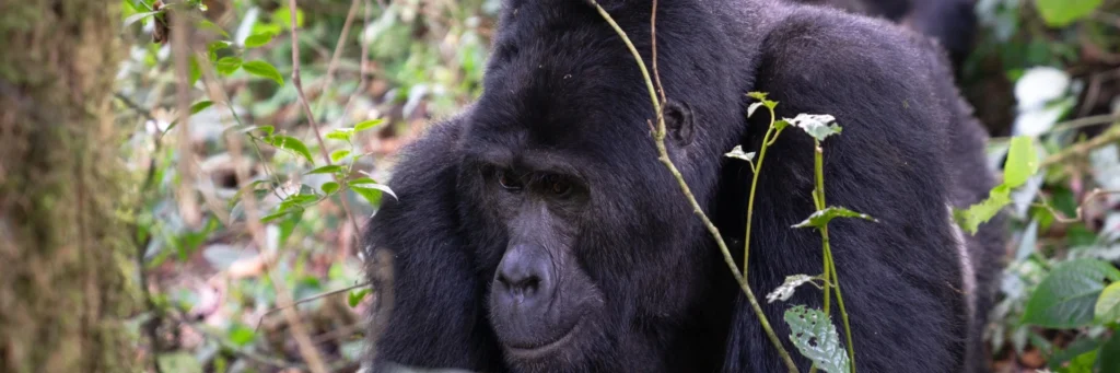 Mokoro Tours Viaggi in Africa bwindi impenetrable national park gorilla mokoro