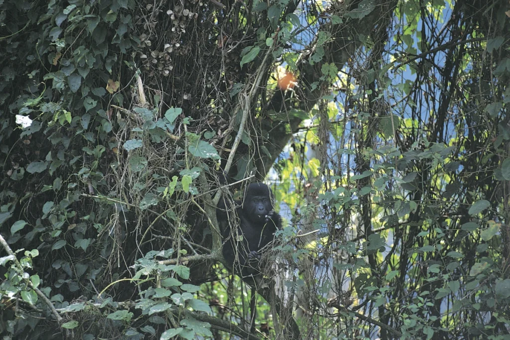 Mokoro Tours Viaggi in Africa bwindi impenetrable national park nature mokoro