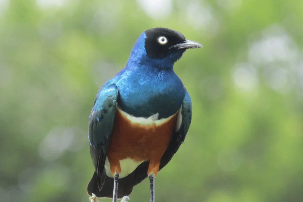 Mokoro Tours Viaggi in Africa ruaha national park uccello | Mokoro