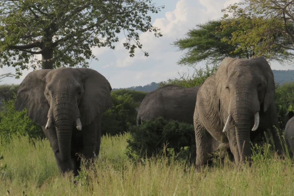 Mokoro Tours Viaggi in Africa ruaha national park elefanti | Mokoro