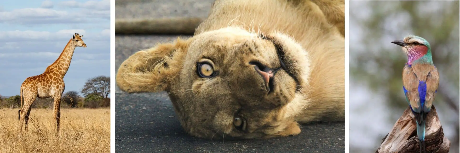 parco-kruger-sudafrica-animali-mokoro