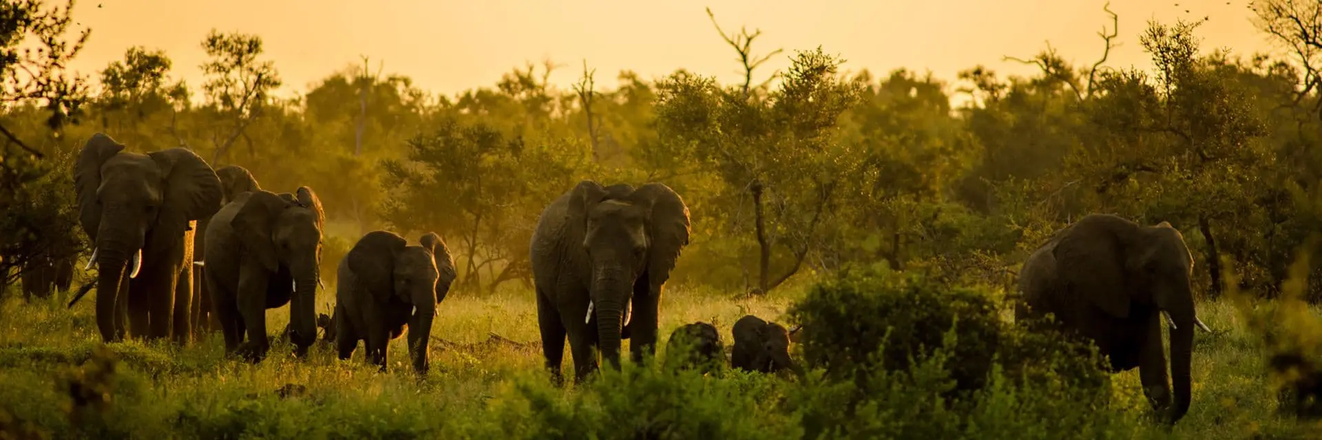 parco-kruger-sudafrica-mokoro