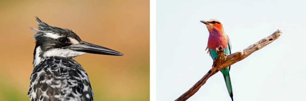 parco-kruger-sudafrica-uccelli-mokoro