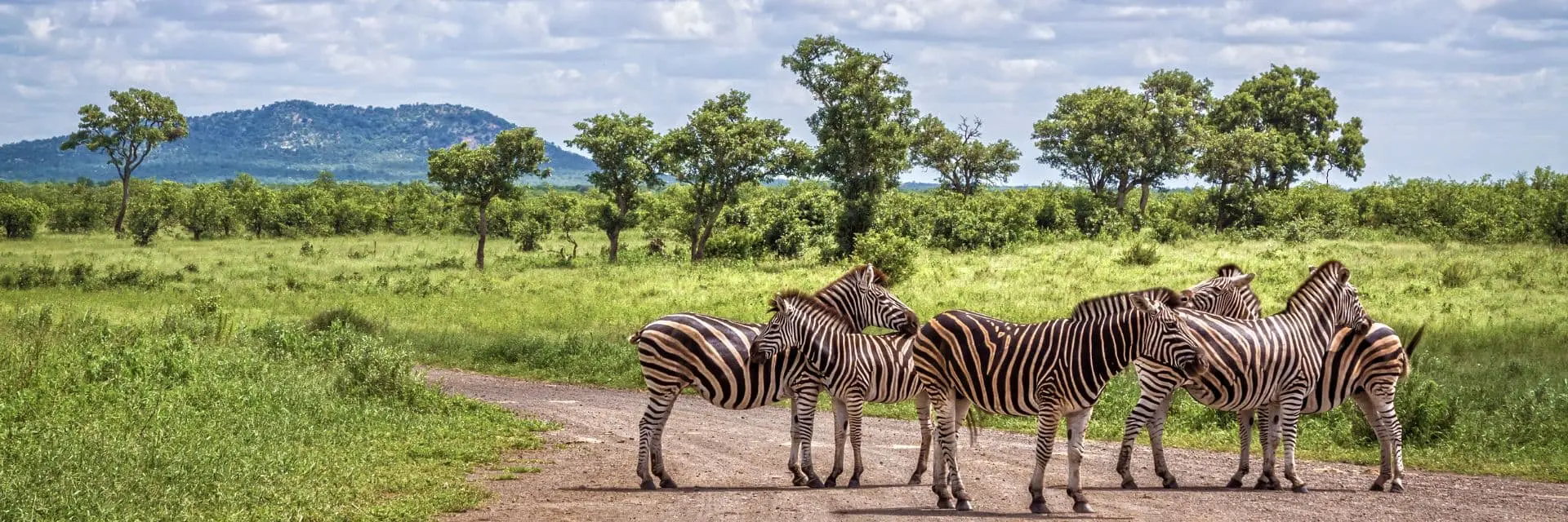 parco-kruger-zebre-mokoro