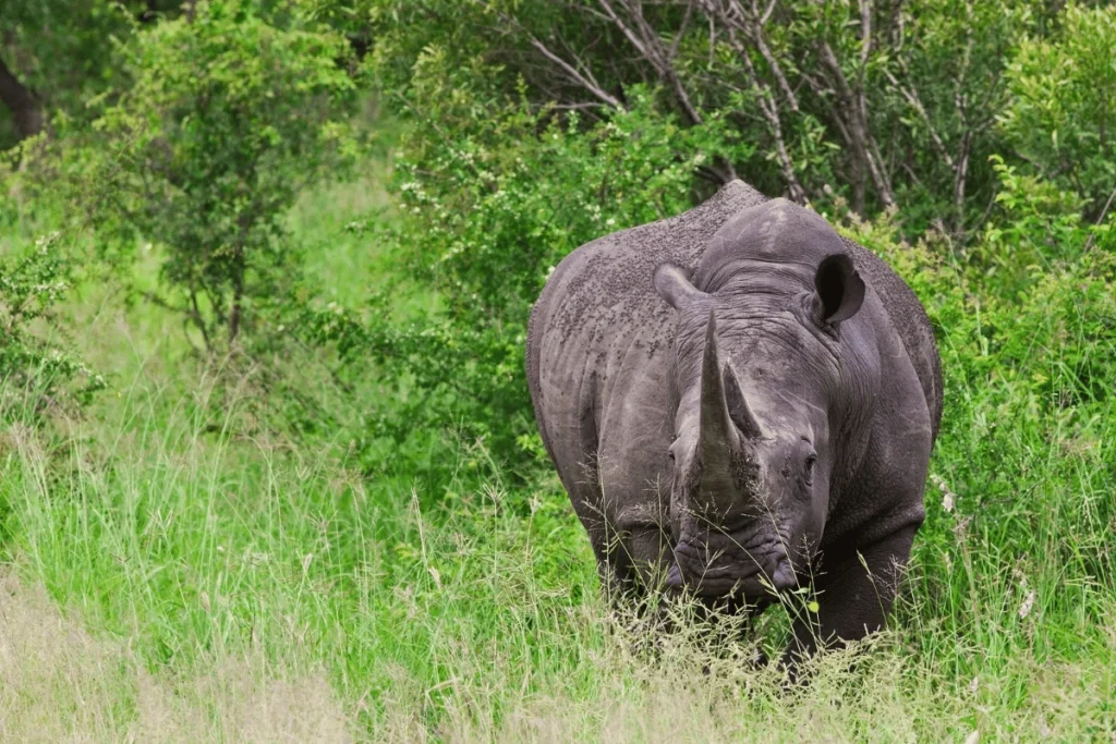 Hluhluwe Imfolozi Park  kwazulu-natal | Mokoro

