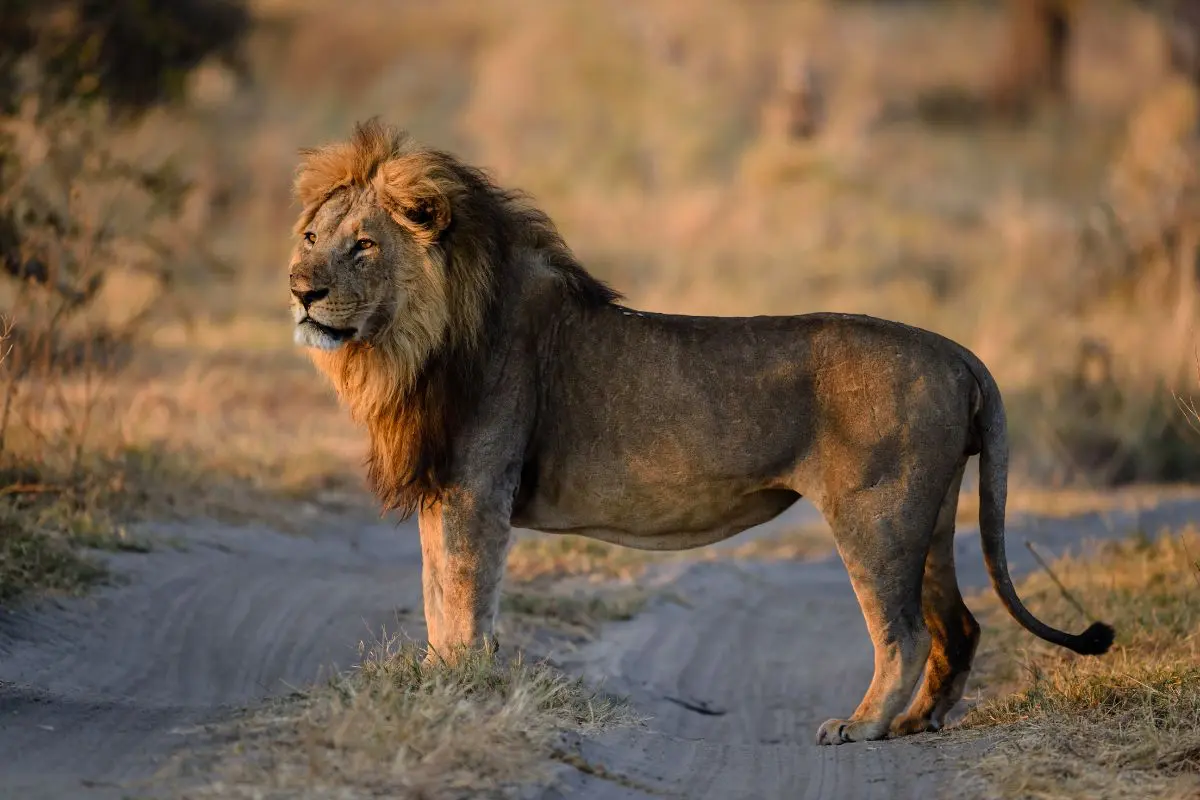 chobe-national-park-botswana-mokoro-1 (2)