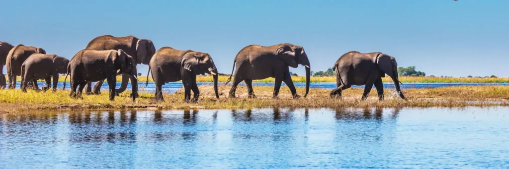 chobe-national-park-botswana-mokoro