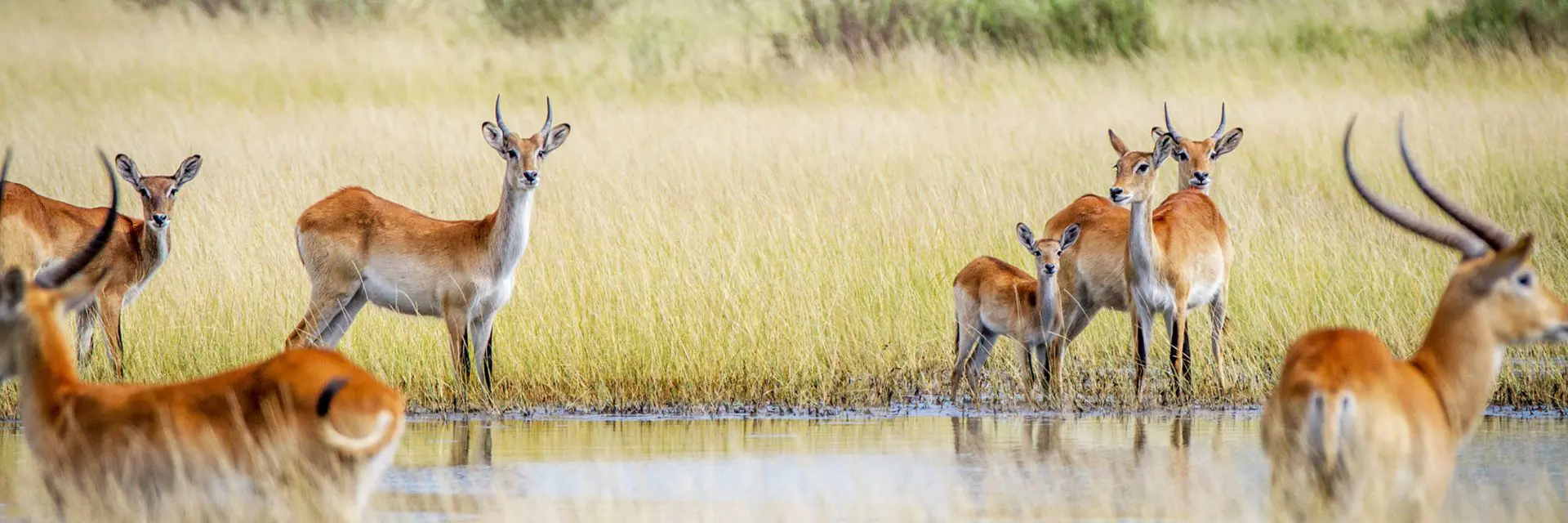 chobe-national-park-mokoro