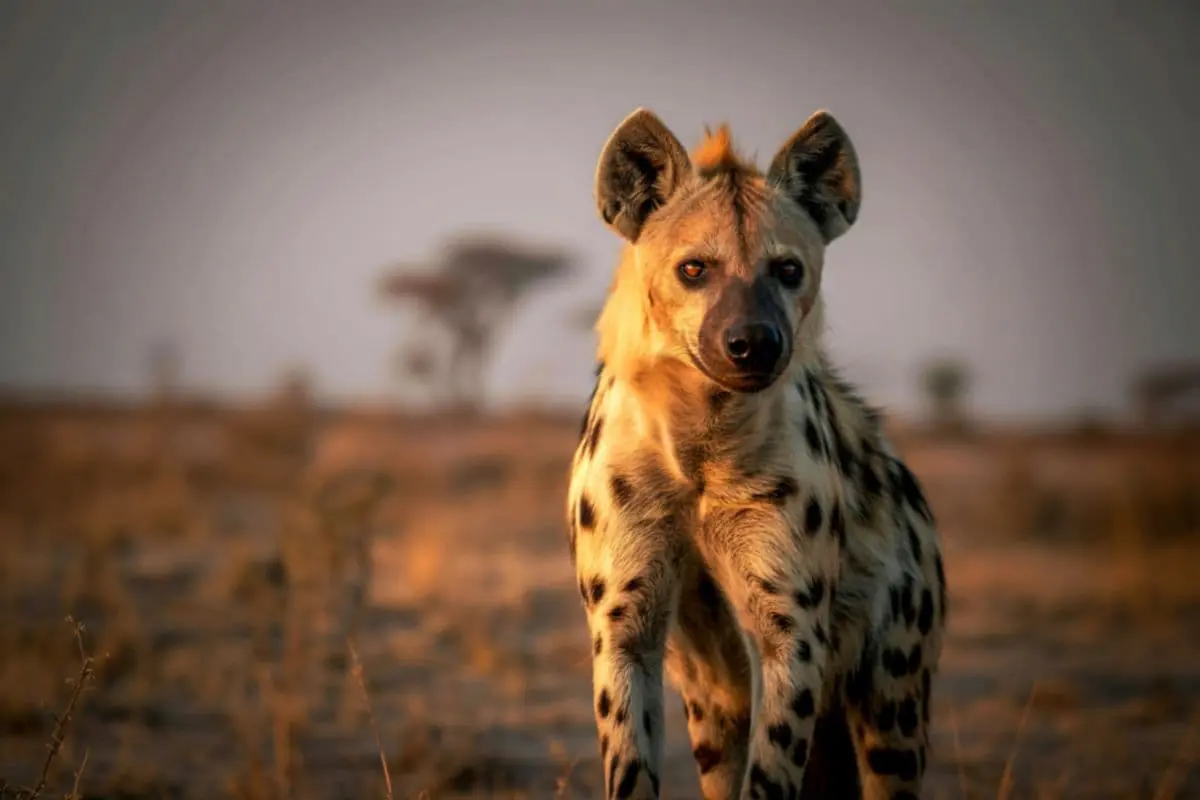 iena-ridens-mokoro-1