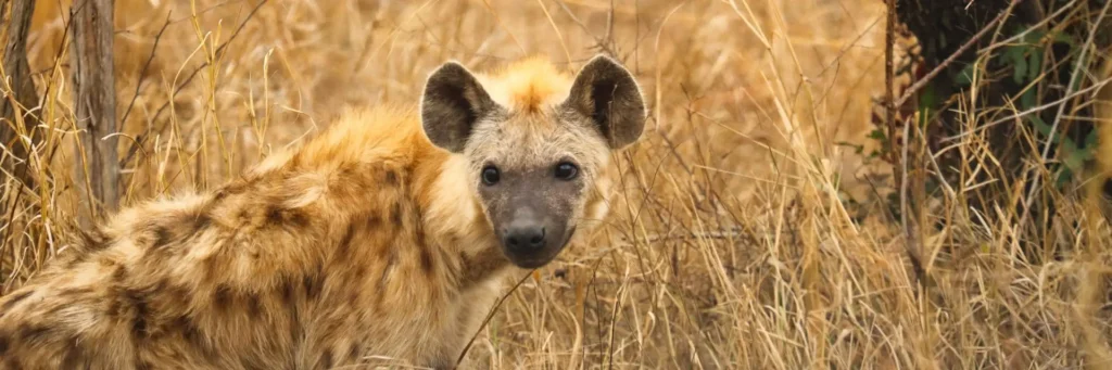iena-ridens-mokoro-mokoro