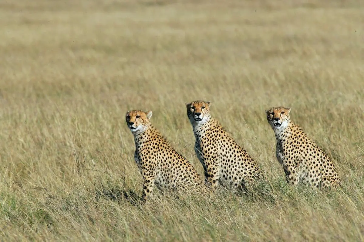 ghepardo-savana-kenya-safari-avvistamento