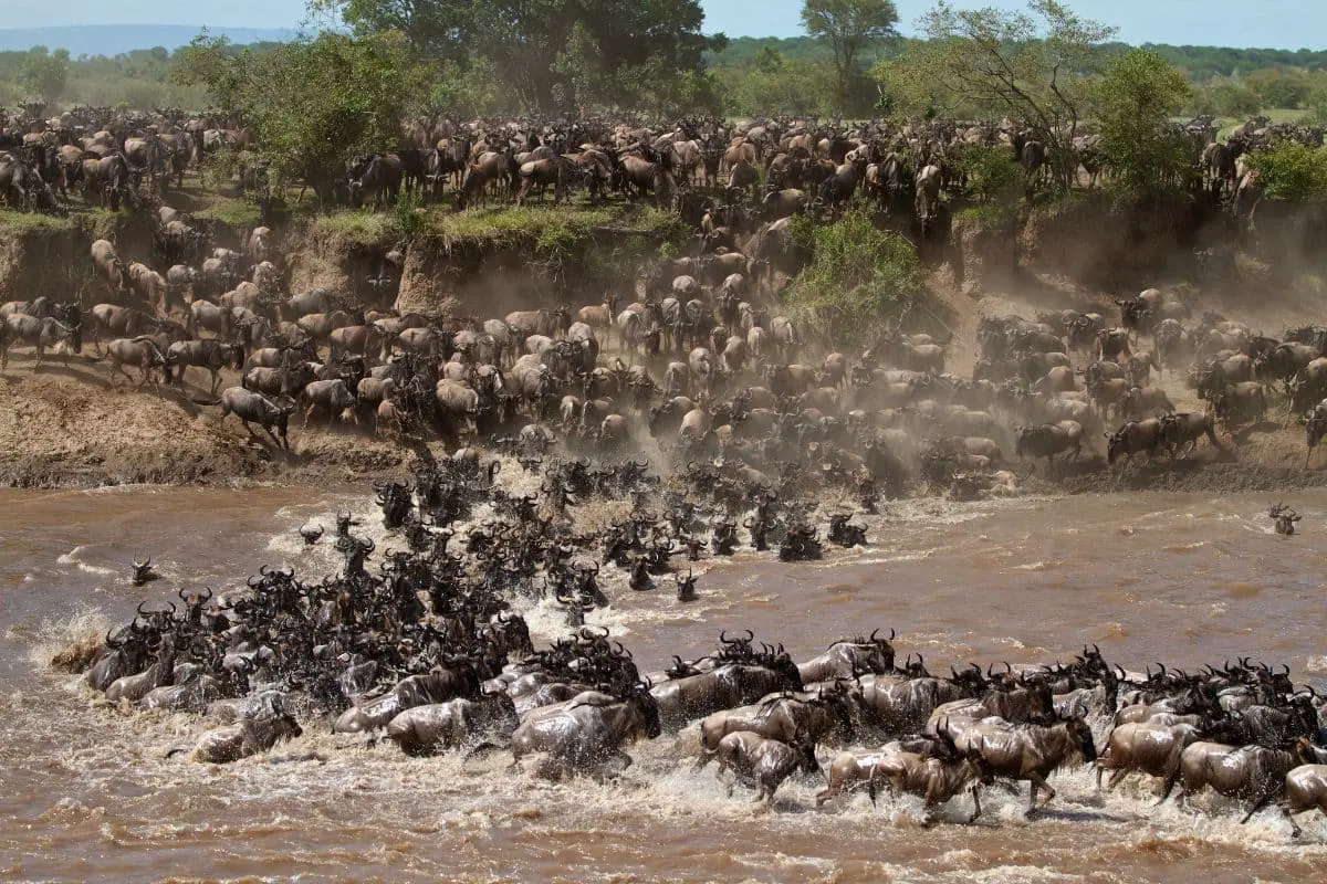 grande-migrazione-degli-gnu-nel-serengeti-in-tanzania
