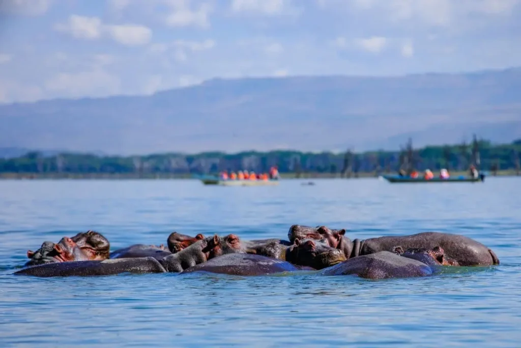 lago-naivasha-ippopotami-escursione-barca